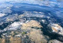 Deniz Salyası ( Müsilaj ) Nedir? 6 deniz salyasi