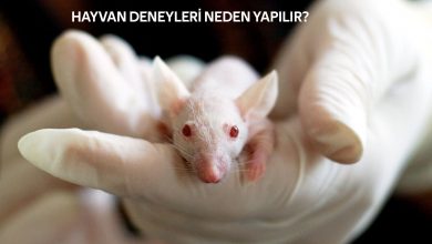 Hayvan Deneyleri | Kozmetik Ürünler İçin Deneyler 10 hayvan deneyleri