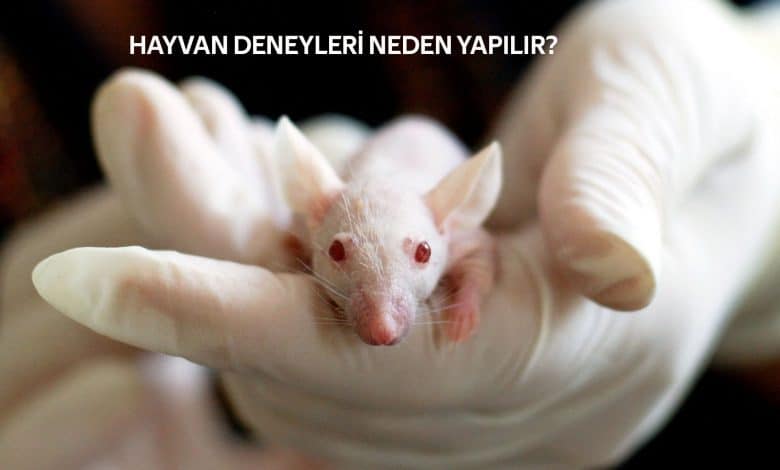 Hayvan Deneyleri | Kozmetik Ürünler İçin Deneyler 1 hayvan deneyleri