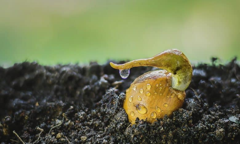 Tohumun Hayat Bulma Yolculuğu 1 Tohum çimlendirme