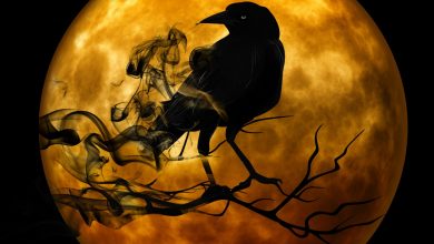 Kargalar Kaç Yıl Yaşar? 11 kargalar kaç yıl yaşar